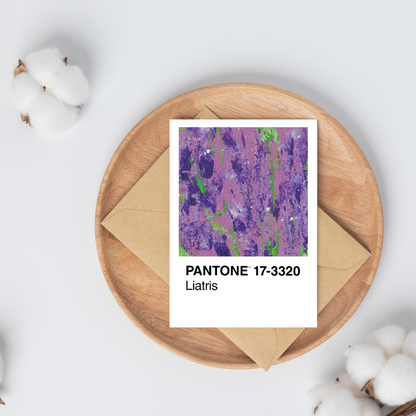 Liatris | Postkarte