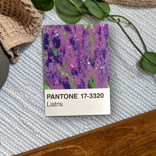 Liatris | Postkarte